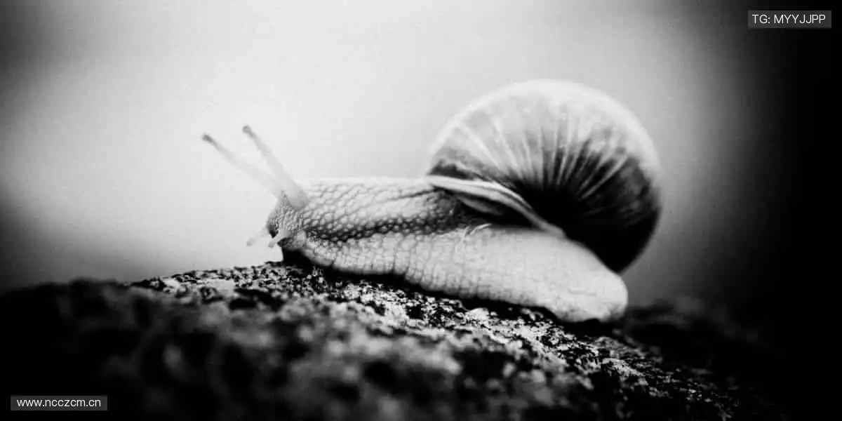 一键订阅，精彩不断！🔔🏐